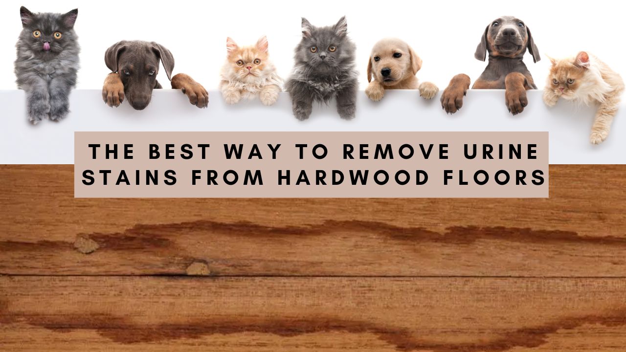 The Best Way to Remove Urine Stains From Hardwood Floors